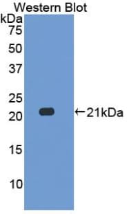 IL17C Antibody (aa36-187, APC)