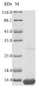 Mouse Apolipoprotein C-I (Recombinant 10His, N-terminus)