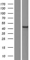 MALIN / NHLRC1 Protein (Over-Expression Lysate Myc-DDK (Flag))