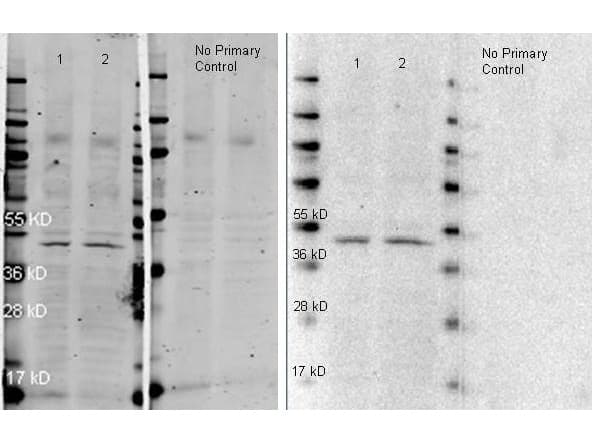 Goat Anti-Rabbit IgG Secondary Antibody (HRP)