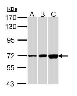 CNGA2 Antibody (aa412-664)