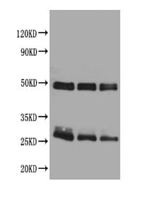 Rabbit Anti-Rat IgG Secondary Antibody