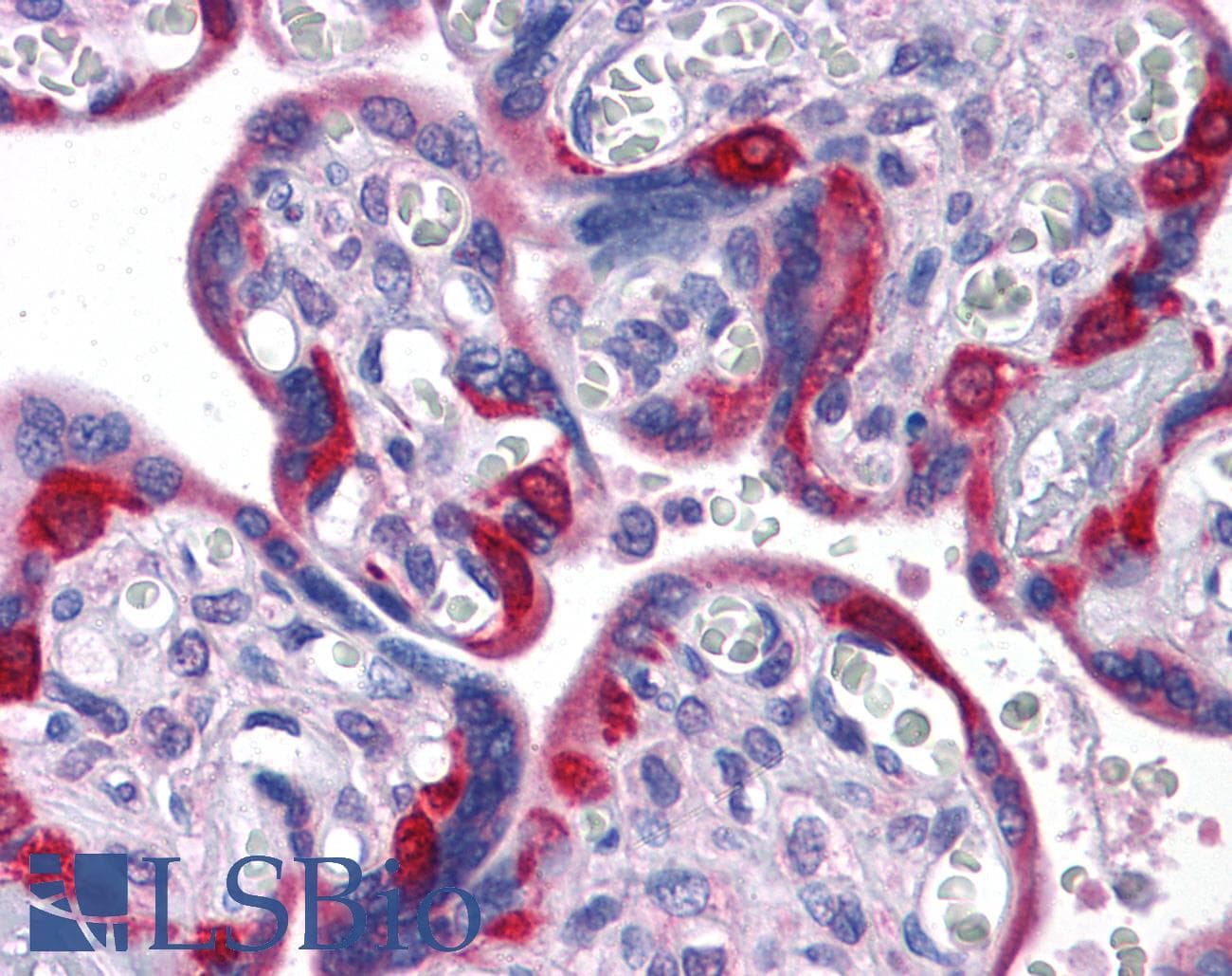 IHC-plus™ EDR / PEG10 Antibody (clone 4C10A7)