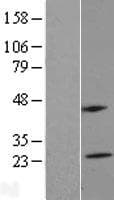MS4A5 Protein (Over-Expression Lysate Myc-DDK (Flag))