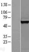 RSRC2 Protein (Over-Expression Lysate Myc-DDK (Flag))