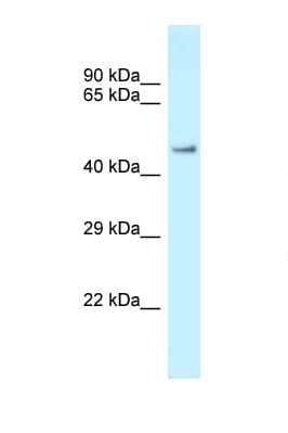Polyclonal Rabbit anti-Mouse Zfp72 Antibody (aa51-100, WB)