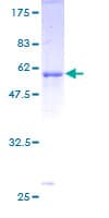 Human CDK1 / CDC2 Protein (Recombinant GST)