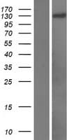 PAN2 / USP52 Protein (Over-Expression Lysate Myc-DDK (Flag))