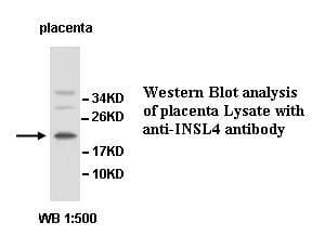 INSL4 Antibody (aa34-135)