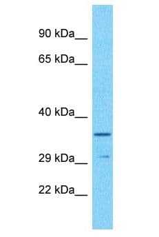 OR52I2 Antibody (aa105-154)