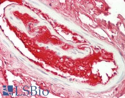 IHC-plus™ HPX / Hemopexin Antibody