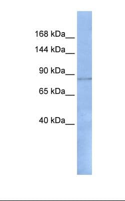 RFX / RFX1 Antibody (aa38-87)