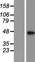 POLR2M Protein (Over-Expression Lysate Myc-DDK (Flag))