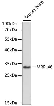 Polyclonal Rabbit anti-Human MRPL46 Antibody (WB)