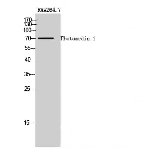 OLFML2A Antibody (280-360 aa, Internal)
