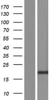 FAM107A / TU3A Protein (Over-Expression Lysate Myc-DDK (Flag))