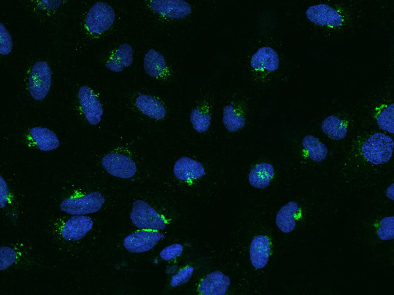 BSDC1 Antibody