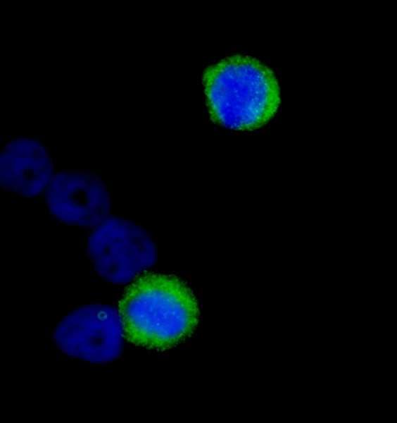 CENPF / CENP-F Antibody (aa1800-1850)