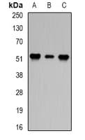 PPP2R2A Antibody