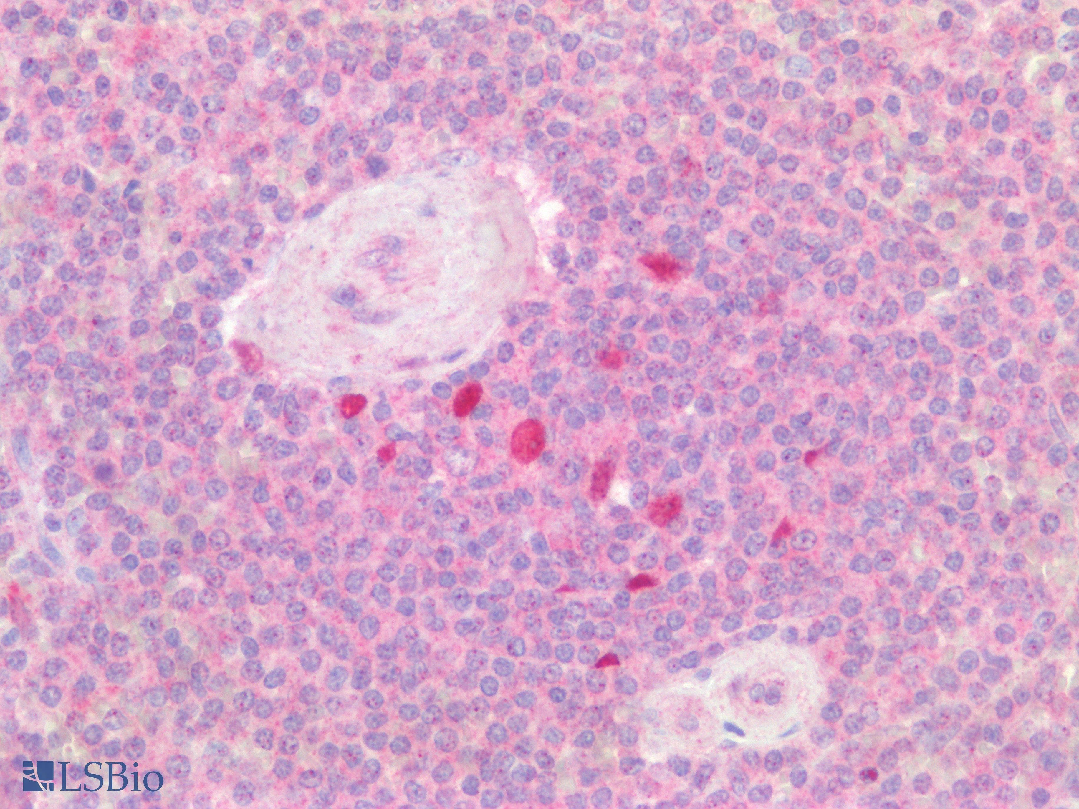 IHC-plus™ CD19 Antibody
