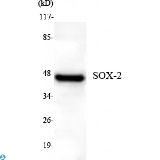 SOX2 Antibody
