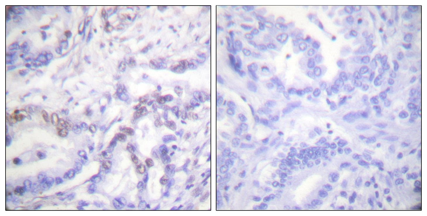 Histone H3 Antibody (phospho-Thr3)