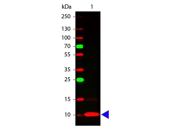 Polyclonal Rabbit anti-Human CX3CL1 / Fractalkine Antibody (WB)