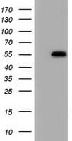 SMAD2 Antibody (clone OTI2C10)