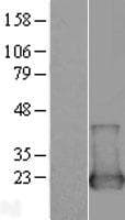 NUDT2 Protein (Over-Expression Lysate Myc-DDK (Flag))