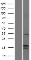 FGF22 Protein (Over-Expression Lysate Myc-DDK (Flag))