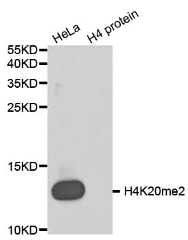 Histone H4 Antibody (Di-Methyl-Lys20)