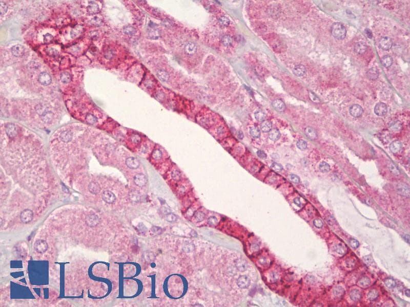 IHC-plus™ ERK1 + ERK2 Antibody (aa330-379)