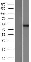 ZNF773 Protein (Over-Expression Lysate Myc-DDK (Flag))