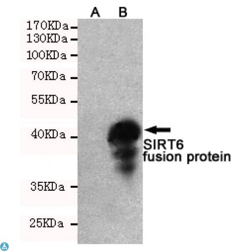 SIRT6 / Sirtuin 6 Antibody