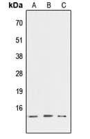 ATP6V1G3 Antibody (Internal)