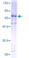 Human DUSP6 / MKP3 Protein (Recombinant GST)