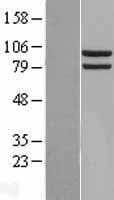 HSP90AA1 / Hsp90 Alpha A1 Protein (Over-Expression Lysate Myc-DDK (Flag))