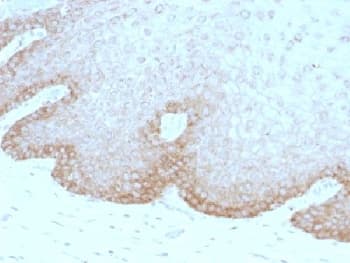 Monoclonal Mouse anti-Human MEGF1 / FAT2 Antibody (clone 8C5, Azide-free,BSA-free, IHC, IF)