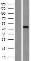 Human DMKN Protein (Over-Expression Lysate Myc-DDK (Flag))