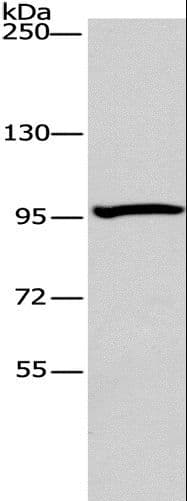 Polyclonal Rabbit anti-Human ATG9A Antibody (IHC, WB)