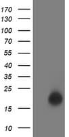 LSM1 Antibody (clone OTI1F5)