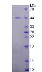 Human MDM2 Protein (Recombinant His, N-Terminal)