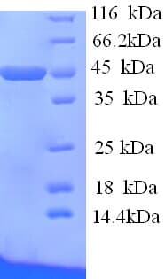 Mouse APOA4 Protein (Recombinant His)