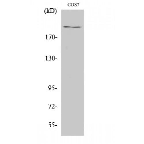 ZNF106 / ZFP106 Antibody (C-terminal)