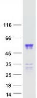 Human NUP50 Protein (Recombinant Myc-DDK (Flag))