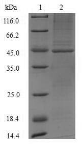 Mouse ASAH1 / Acid Ceramidase Protein (Recombinant 10His-GST, N-terminus + Myc, C-terminus)