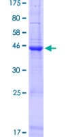 Human SCAND2P Protein (Recombinant GST)