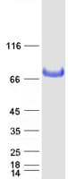 Human BCHE / Cholinesterase Protein (Recombinant Myc-DDK (Flag))