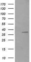 CD33 Antibody (clone OTI2F8)