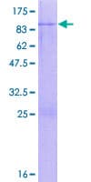 Human HNF1B / HNF1 Beta Protein (Recombinant GST)